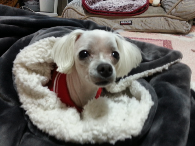 울 사랑이가 오늘 입양후첨 미용했어요. 참잘했어요.