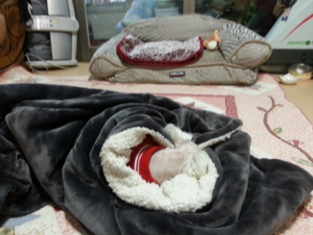 울 사랑이가 오늘 입양후첨 미용했어요. 참잘했어요.