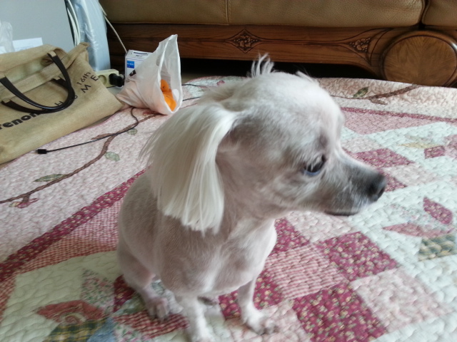 울 사랑이가 오늘 입양후첨 미용했어요. 참잘했어요.