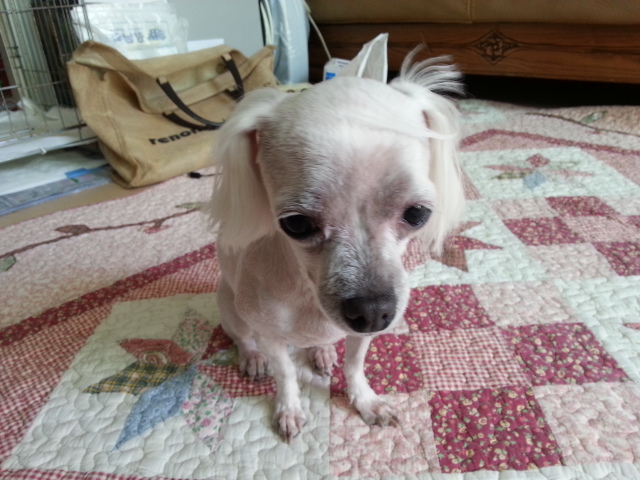 울 사랑이가 오늘 입양후첨 미용했어요. 참잘했어요.