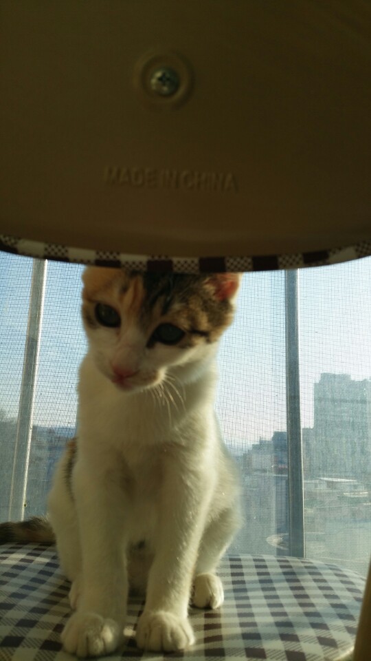 모카 입양 첫번째 후기요 ^.^