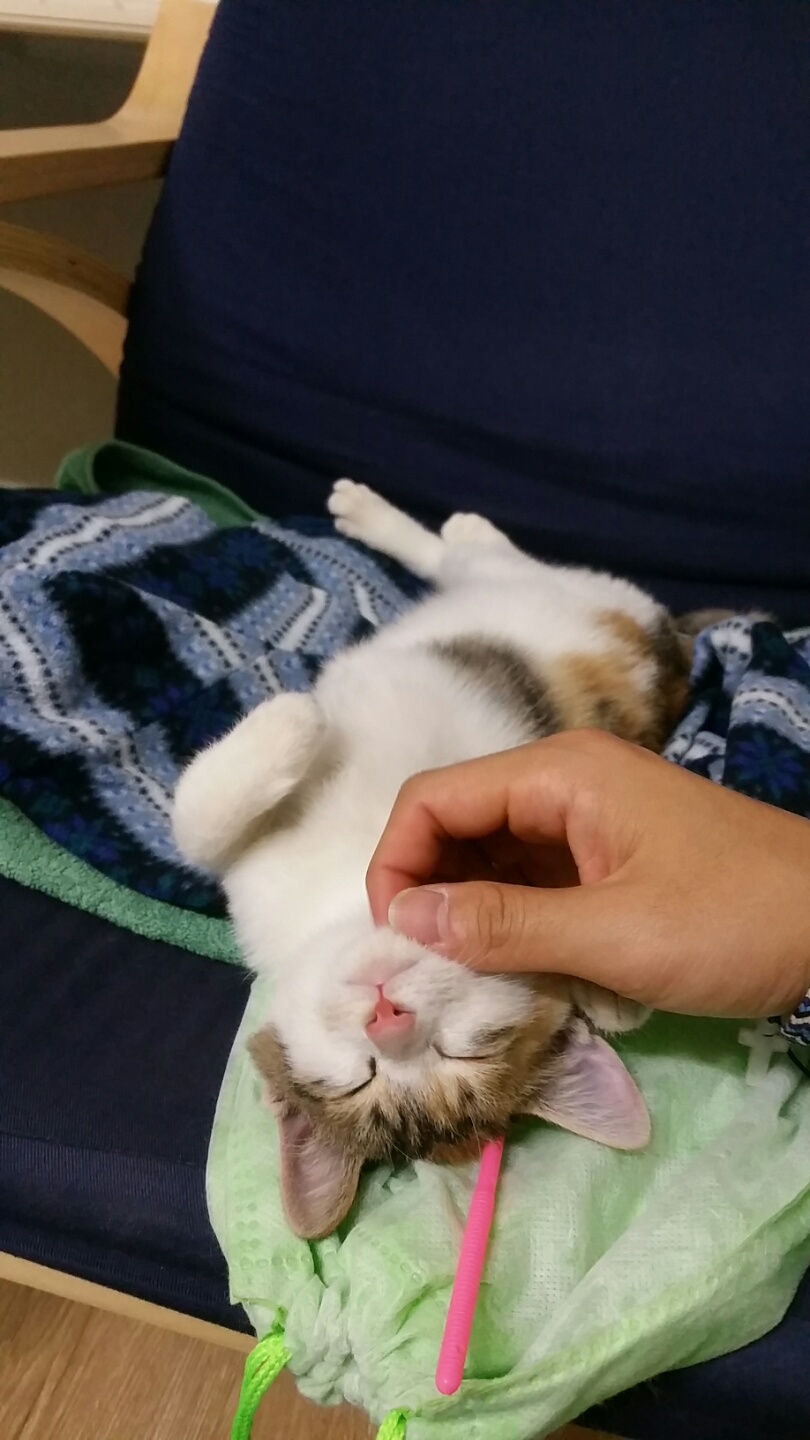 모카 입양 첫번째 후기요 ^.^