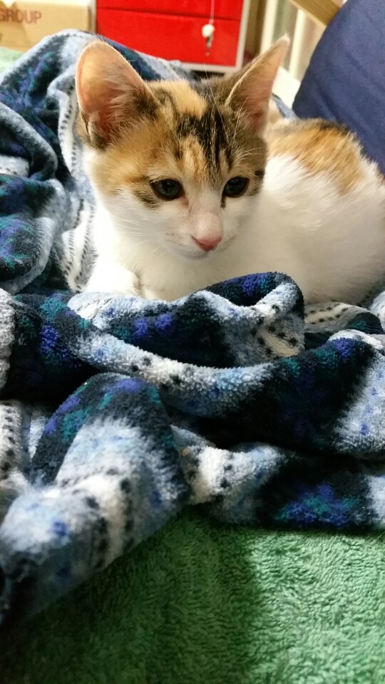 모카 입양 첫번째 후기요 ^.^