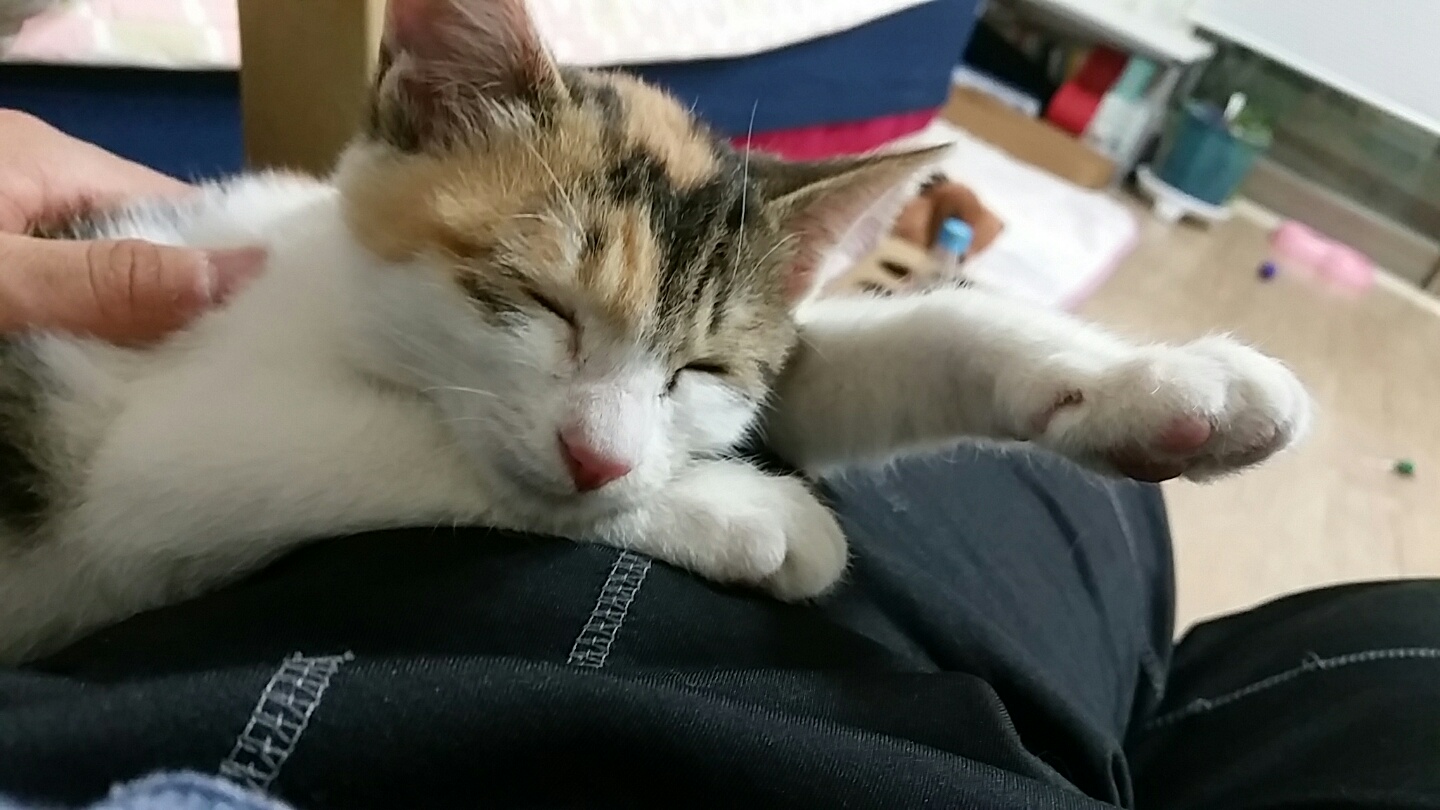 모카 입양 첫번째 후기요 ^.^