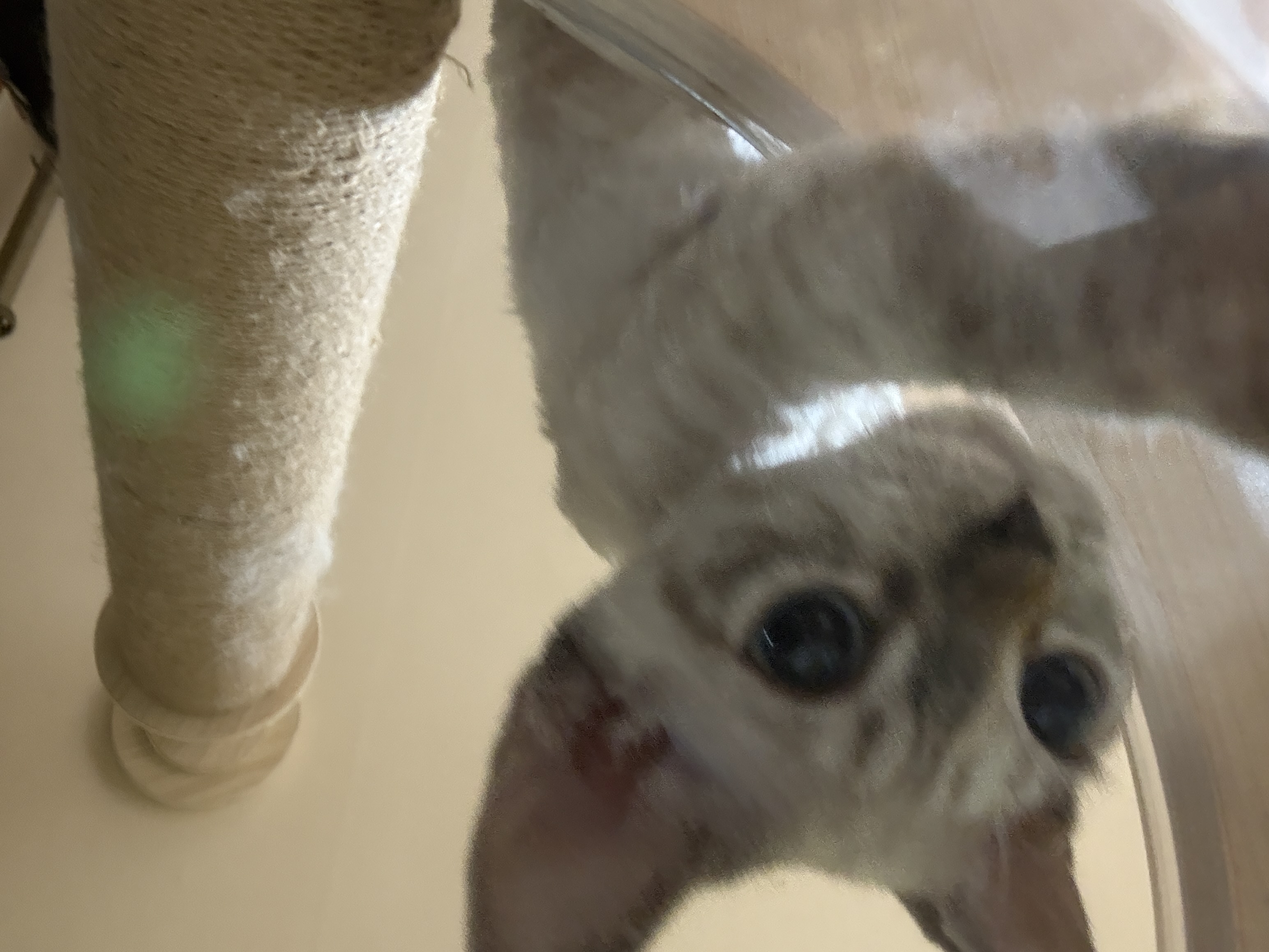 귀염둥이 새로 한달차