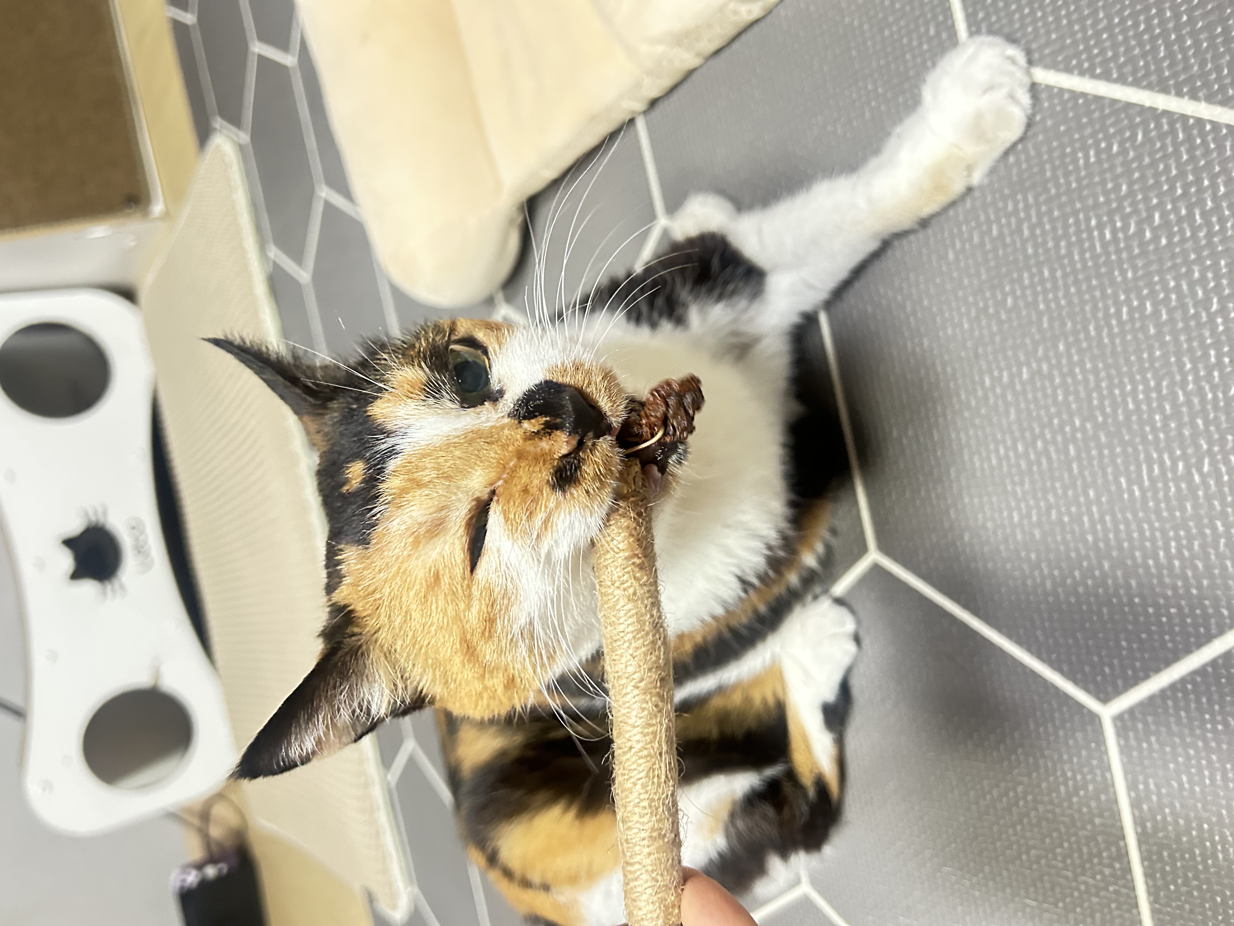 엄빠가 생기신 묘르신 달이(달냥이)