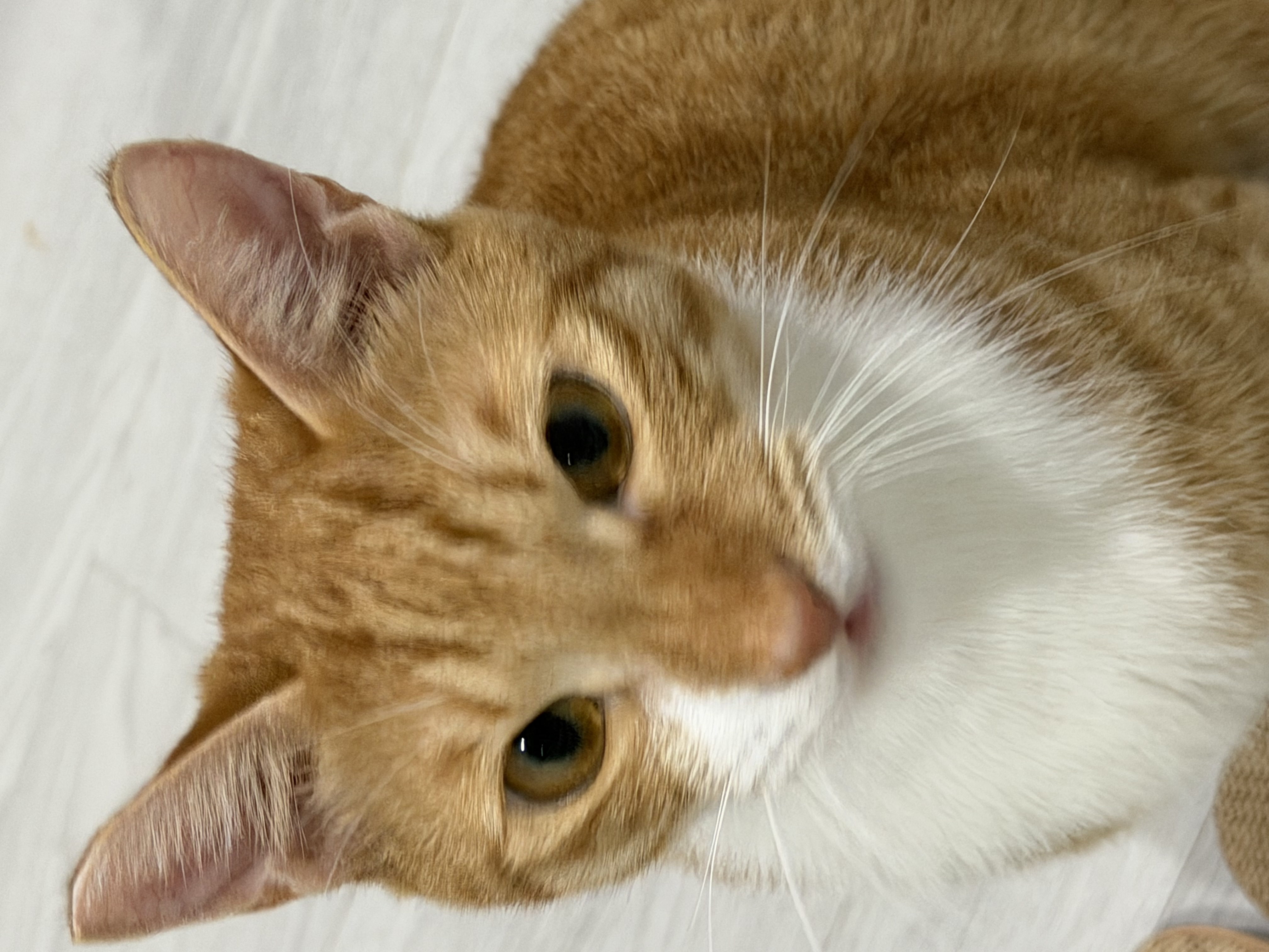 말랑콩떡과의 일년