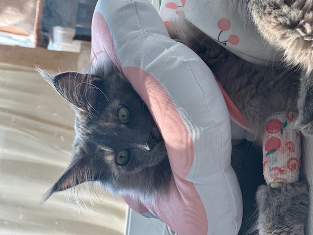 믿었는데...이럴쭈가....으어어엉~~복수하겠다옹.." 구 라비