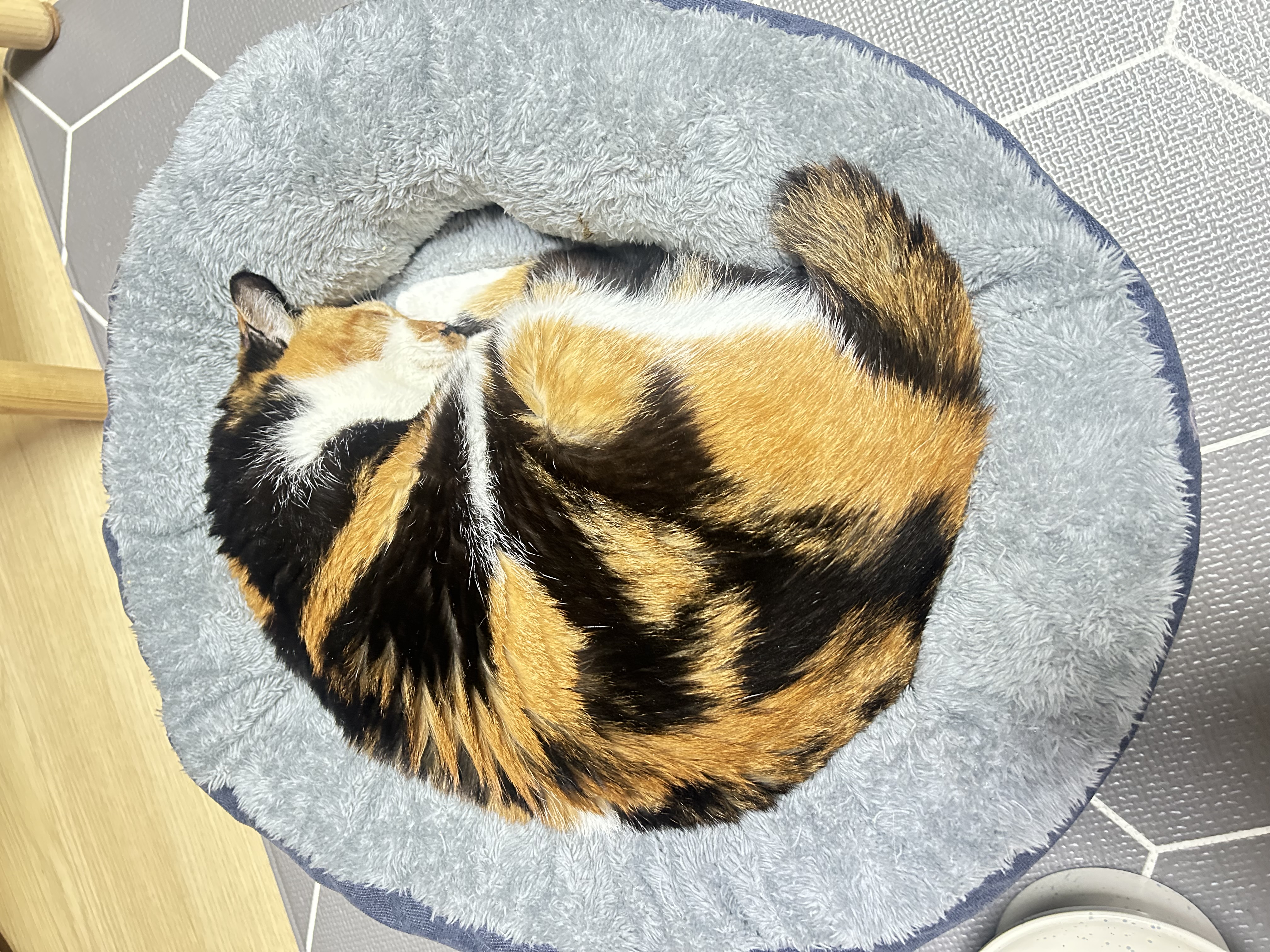 엄빠가 생기신 묘르신 달이(달냥이)