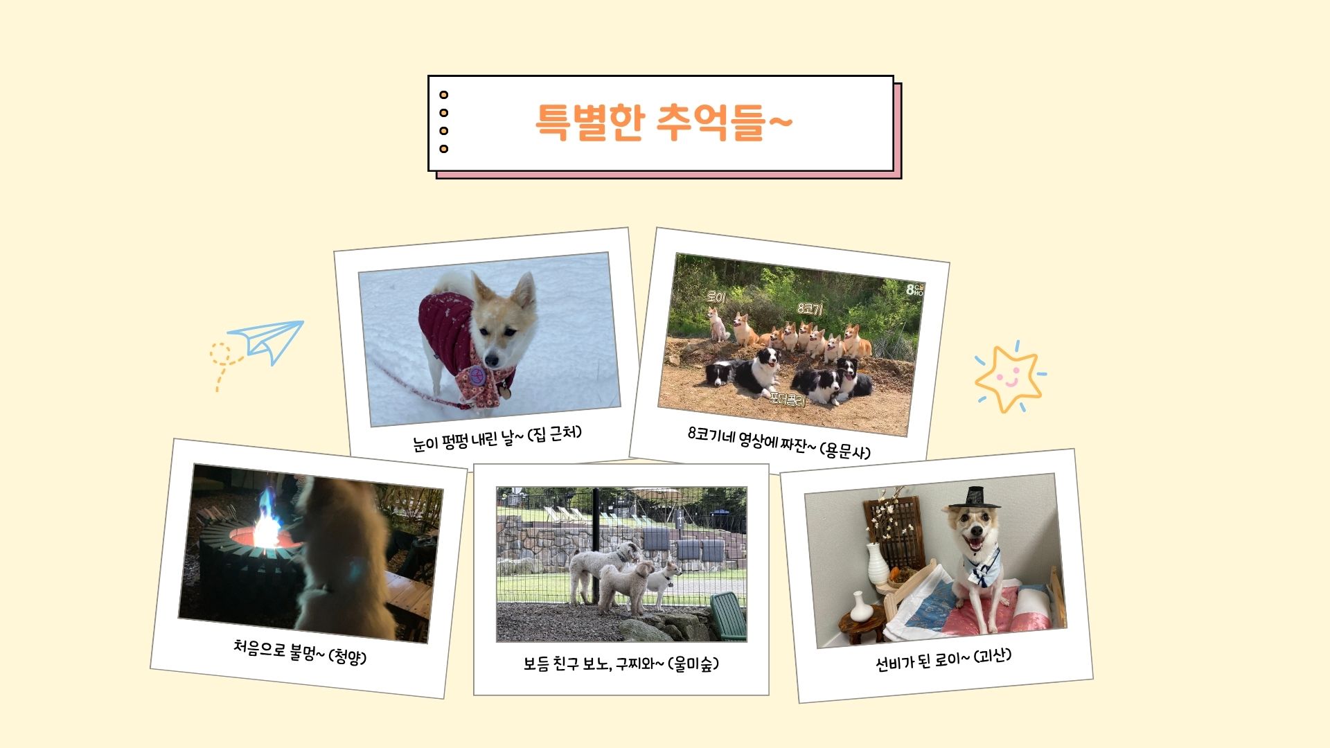 로이(달빛이) 입양 2년 이야기^^