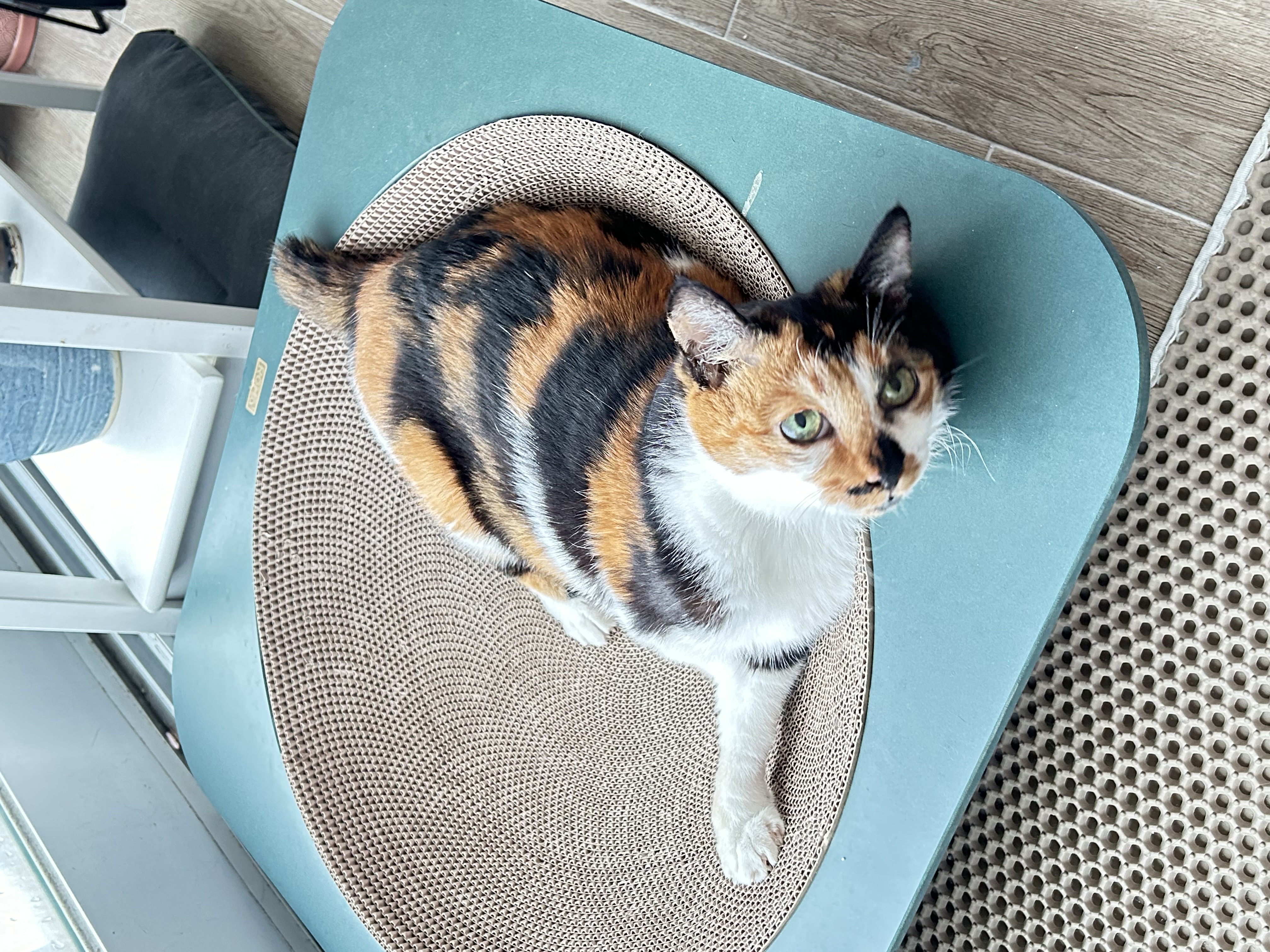 엄빠가 생기신 묘르신 달이(달냥이)