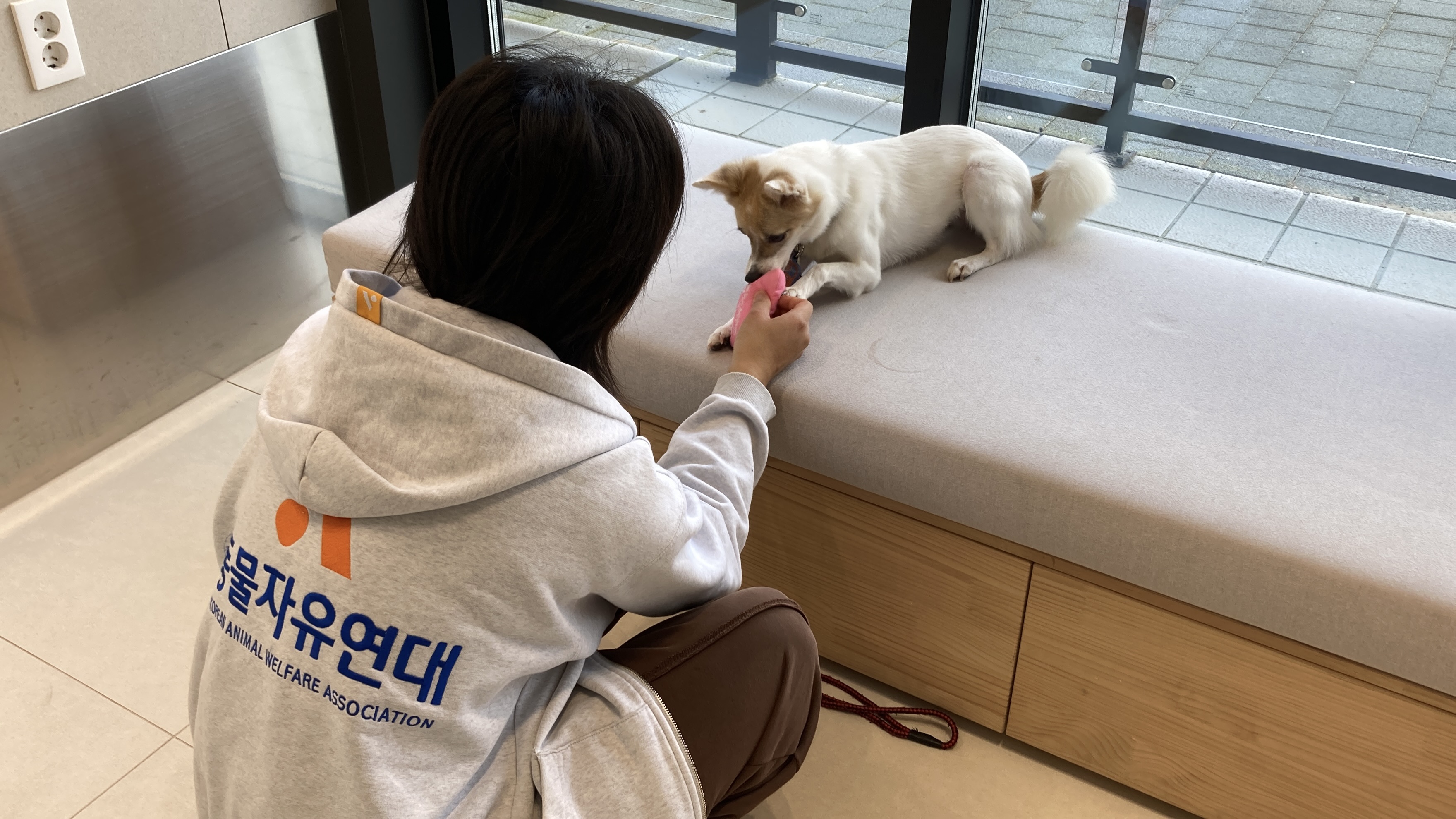 로이(달빛이) 입양 2년 이야기^^