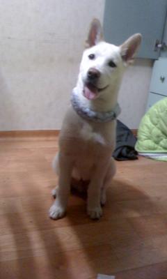 저희 백구찾아주세요ㅜ