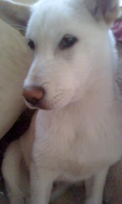 저희 백구찾아주세요ㅜ