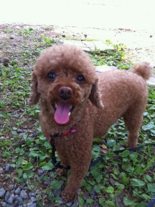 강동구 명일동 갈색푸들 찾습니다.