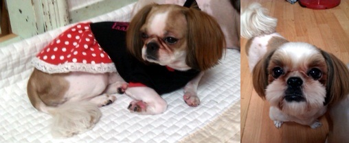 경기광주 경안동에서 시츄여아 잃어버렸어요..ㅜㅜ