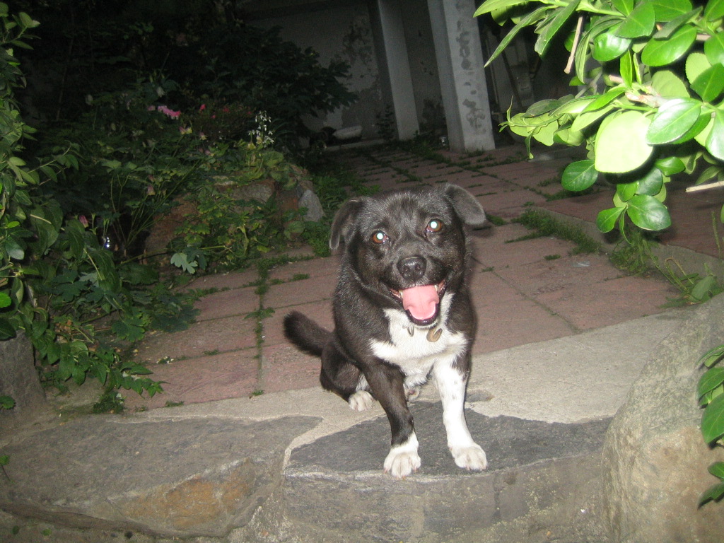 서울시 광진구 구의동 까망이를 찾습니다.