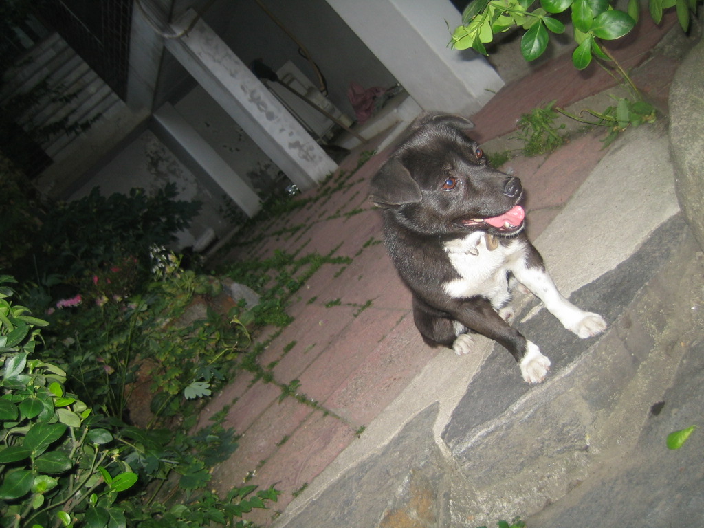 서울시 광진구 구의동 까망이를 찾습니다.