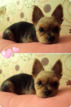 서울 미아동 요크셔테리어,여아를 찾습니다 - 사례할께요..