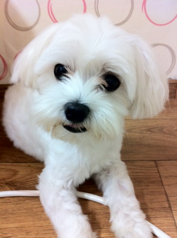 8월18일 장안동 동경호텔근처 ★말티즈 소프를 찾습니다★