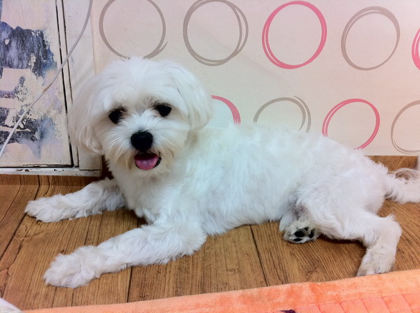 8월18일 장안동 동경호텔근처 ★말티즈 소프를 찾습니다★