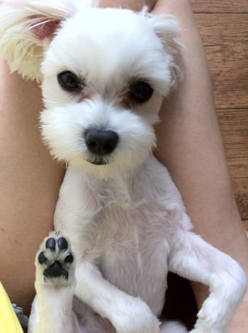 8월18일 장안동 동경호텔근처 ★말티즈 소프를 찾습니다★