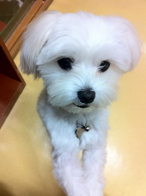 8월18일 장안동 동경호텔근처 ★말티즈 소프를 찾습니다★