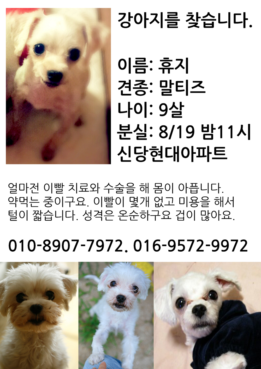 서울시중구/성동구 말티즈 휴지찾아요 ㅠㅠ 아픈애에요