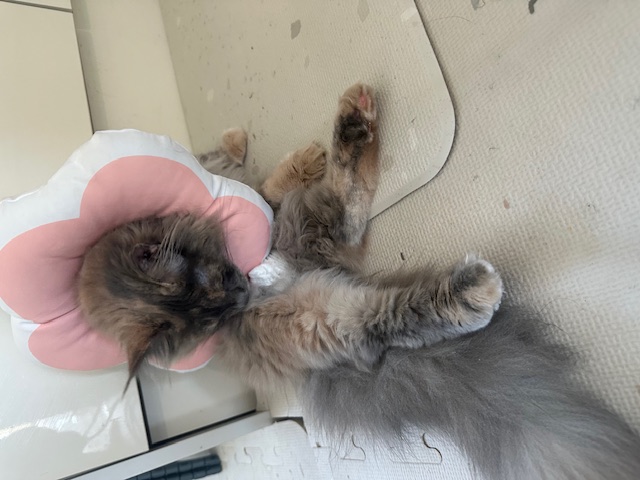 믿었는데...이럴쭈가....으어어엉~~복수하겠다옹.." 구 라비