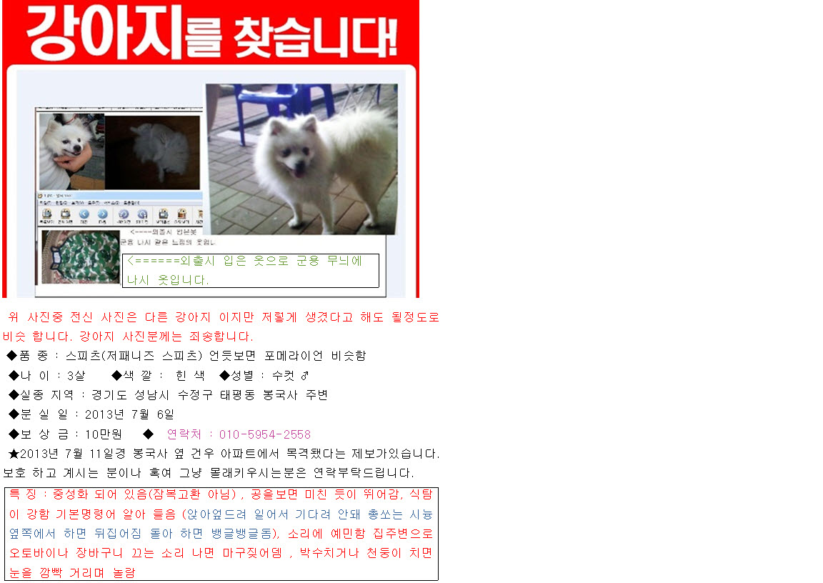 저패니즈 스피츠 경기도성남시 수정구 태평동 봉국사주변