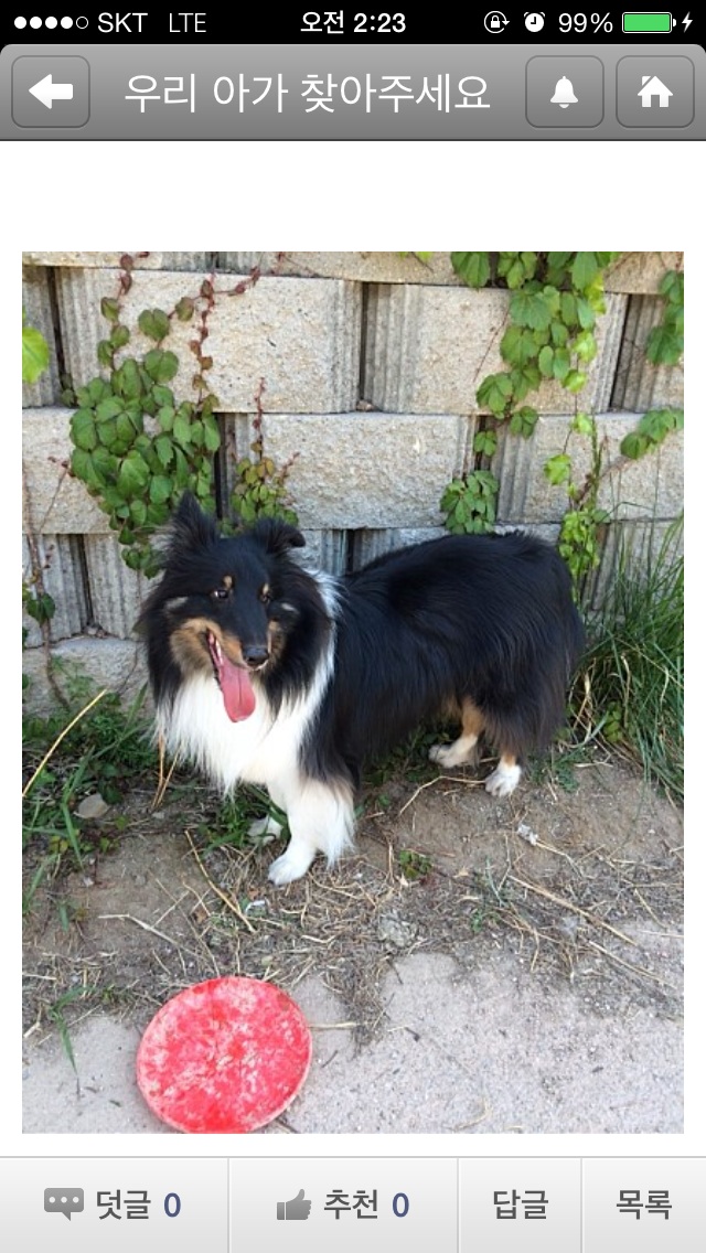 성신여대근처 셜티 두살 남아 찾습니다.