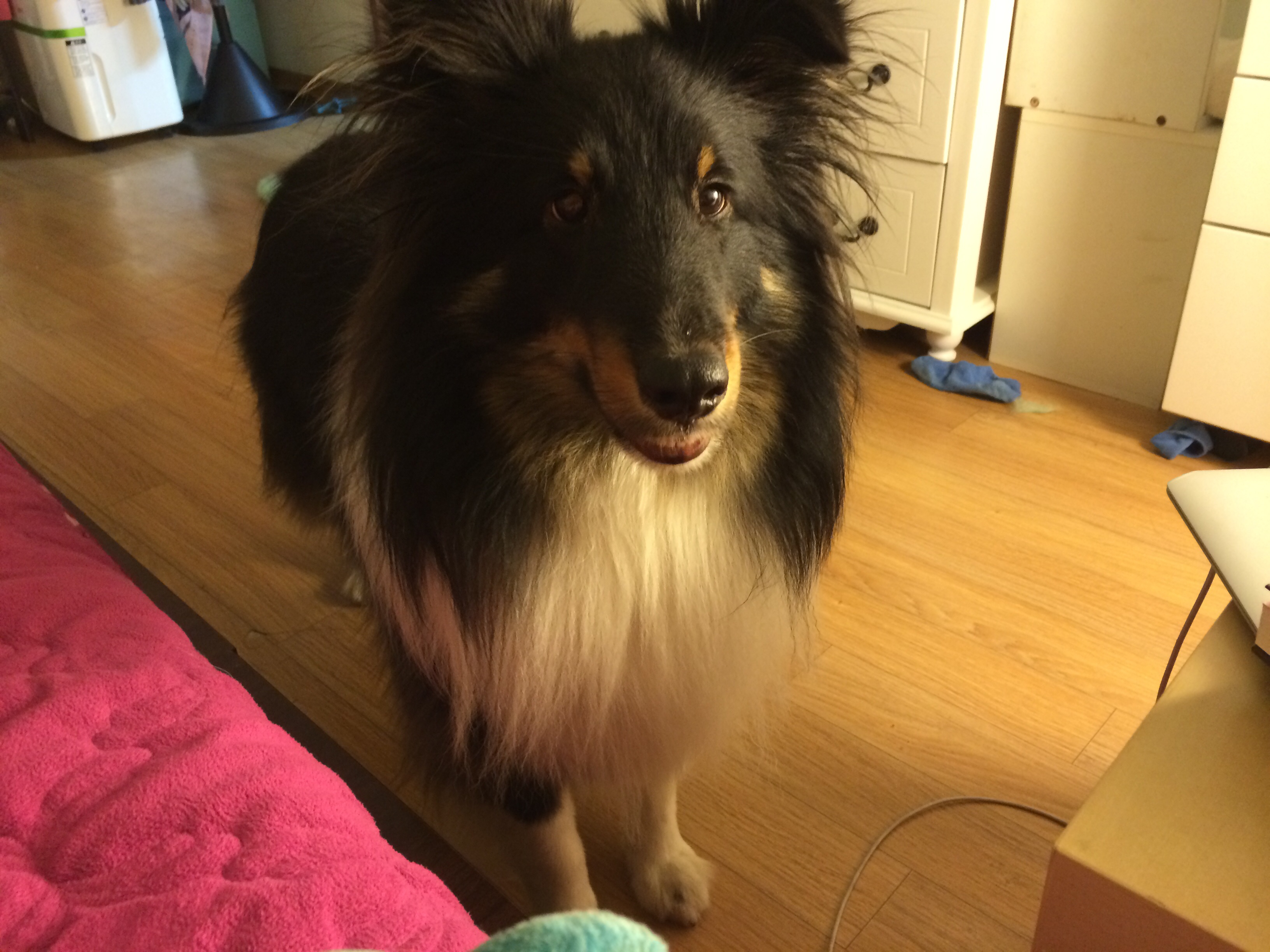 성신여대근처 셜티 두살 남아 찾습니다.