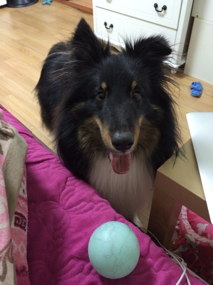 성신여대근처 셜티 두살 남아 찾습니다.