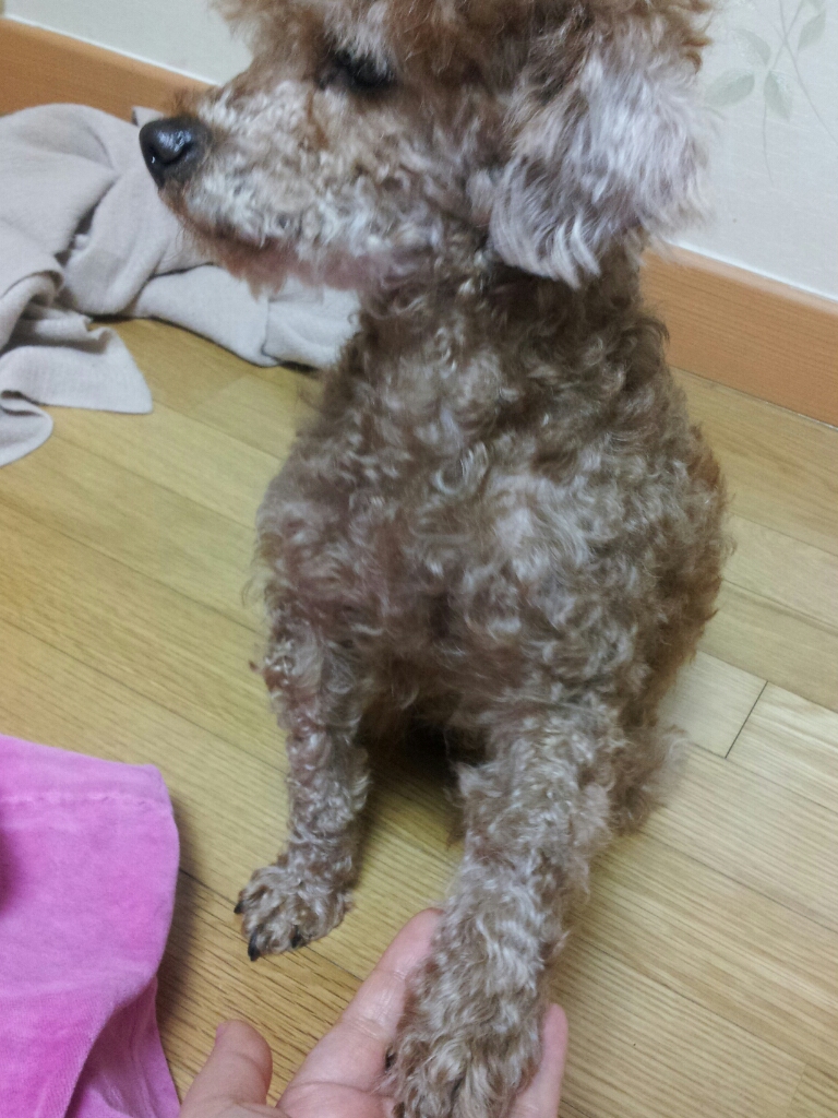 꼬리긴갈색푸들을찾아주세요 ㅠ