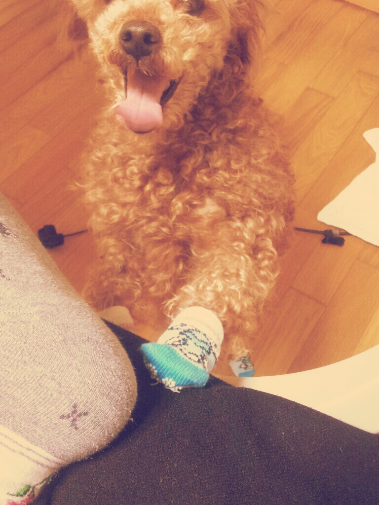 꼬리긴갈색푸들을찾아주세요 ㅠ