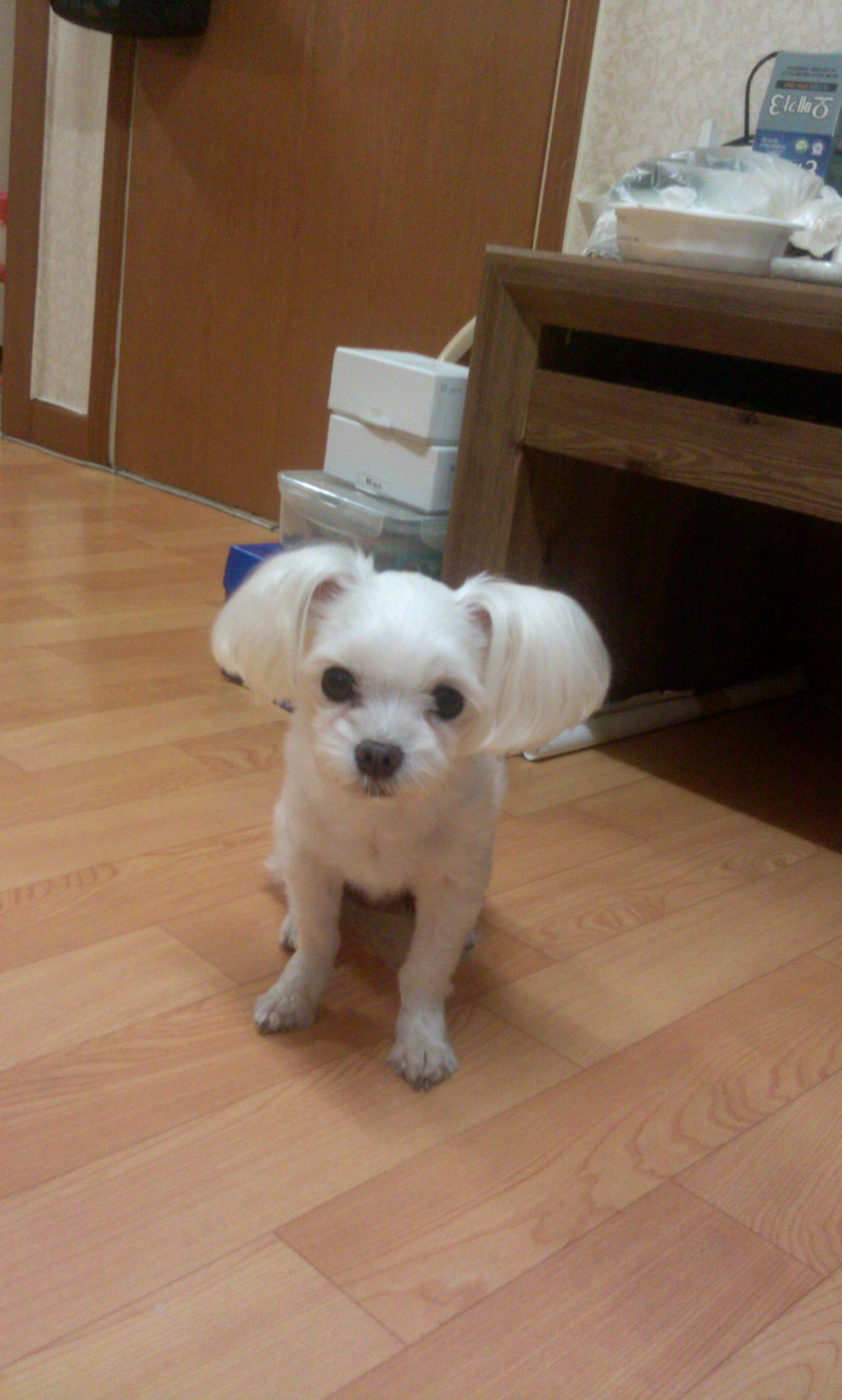 저희 아짱이를 찾아주세요.벌써23일째입니다.