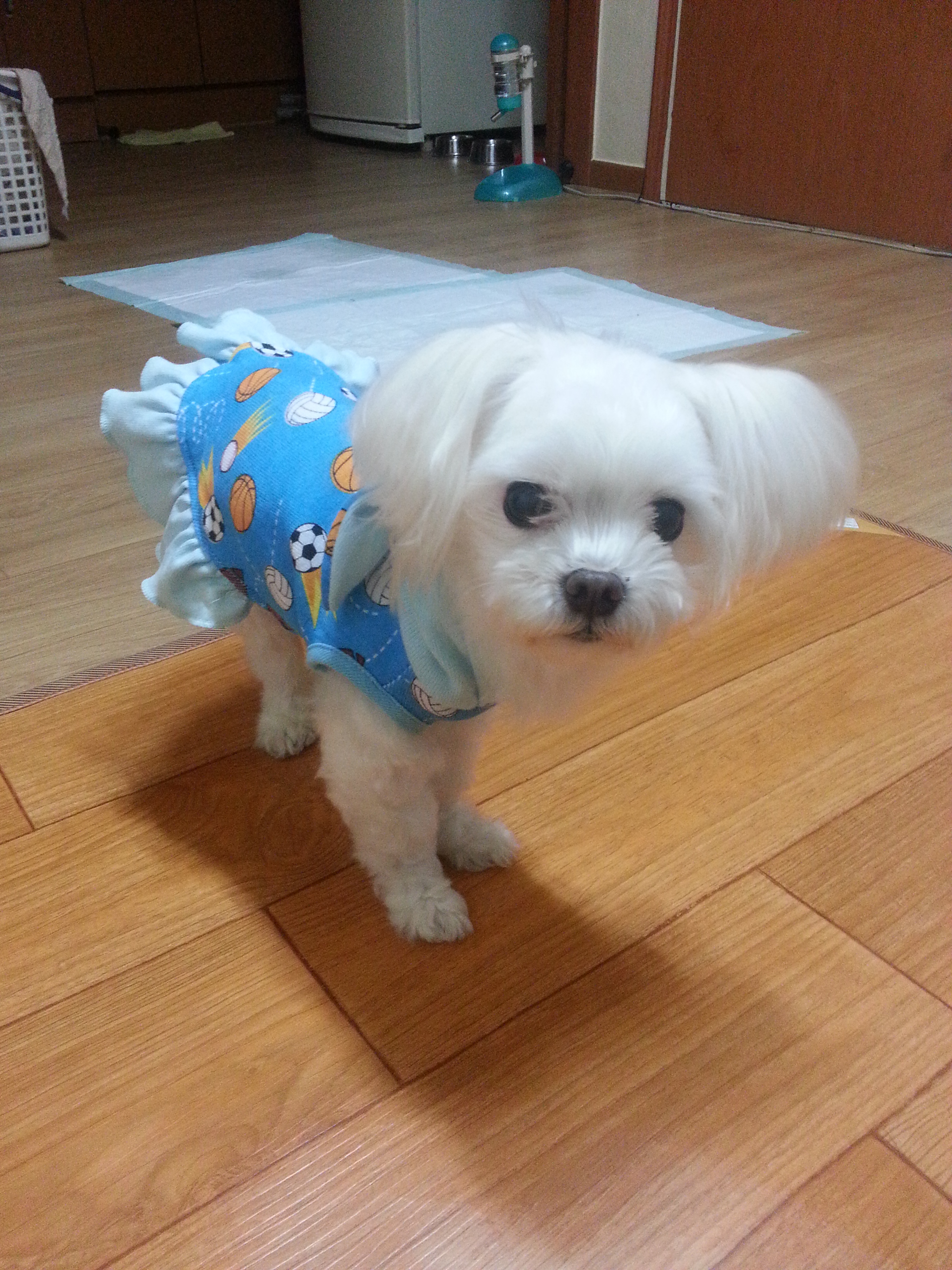 저희 아짱이를 찾아주세요.벌써23일째입니다.