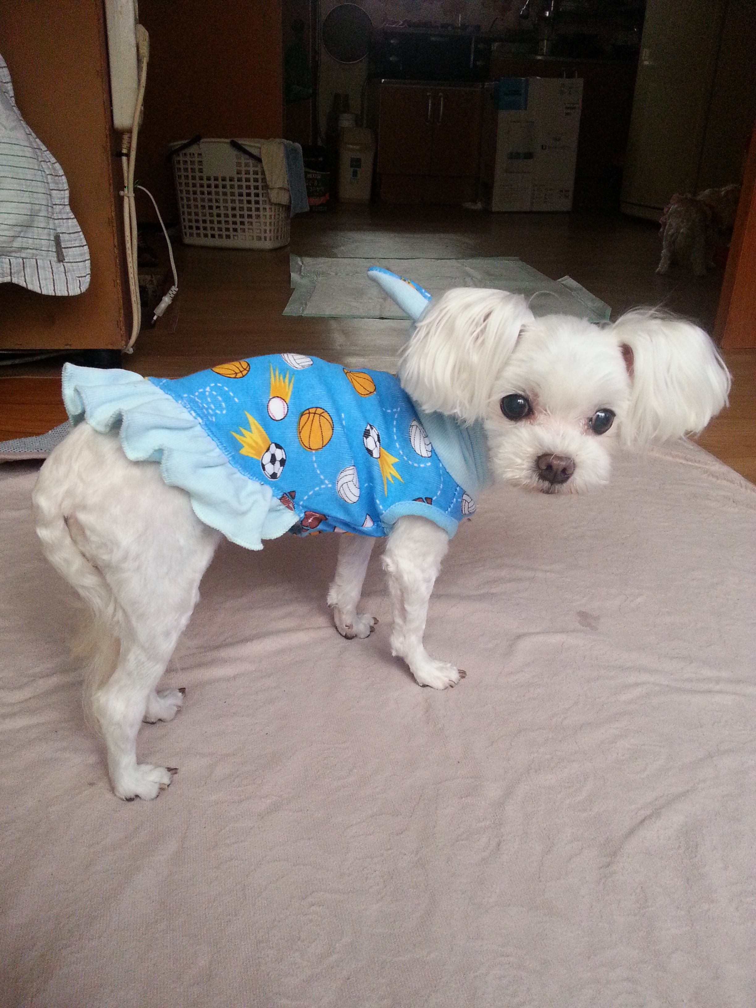 저희 아짱이를 찾아주세요.벌써23일째입니다.