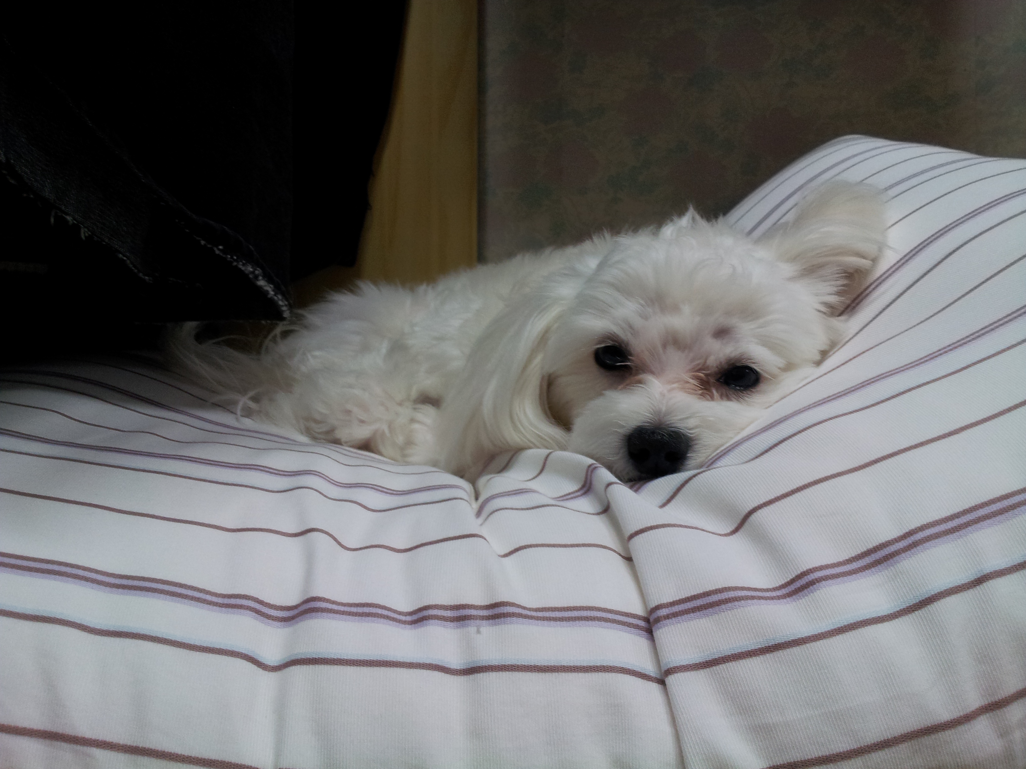 흰색말티즈수컷 성남/수진동