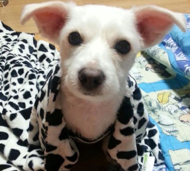 행복이를 찾습니다