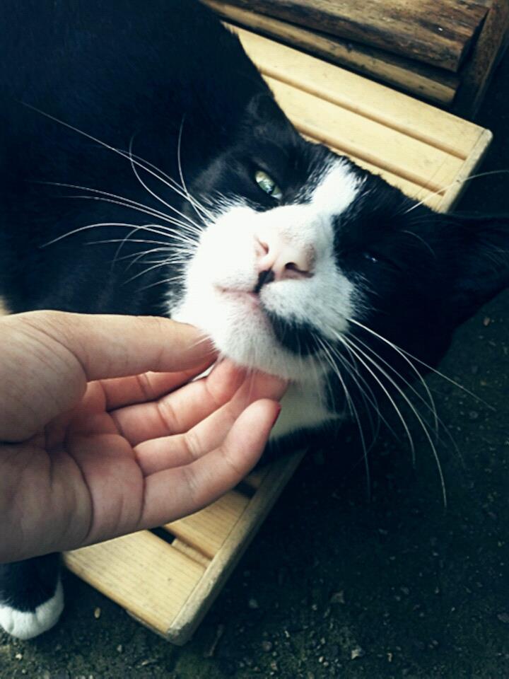 송파구 오금동 고양이 찾아요.