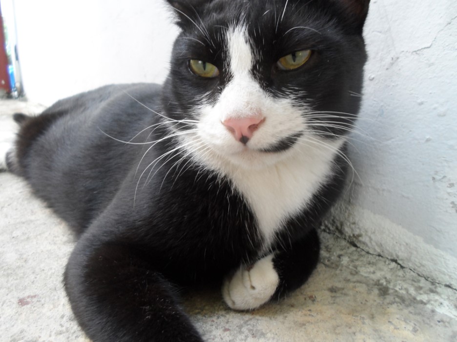 송파구 오금동 고양이 찾아요.