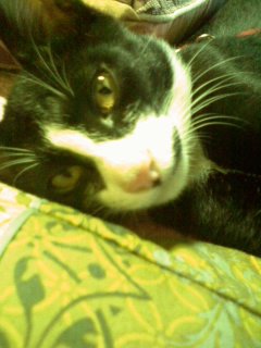 송파구 오금동 고양이 찾아요.