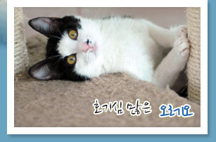 호기심 많은 아기 고양이 오레오