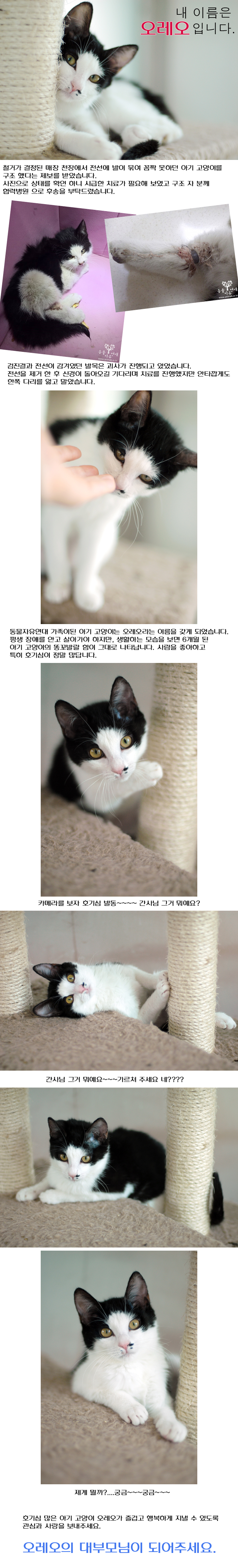 호기심 많은 아기 고양이 오레오