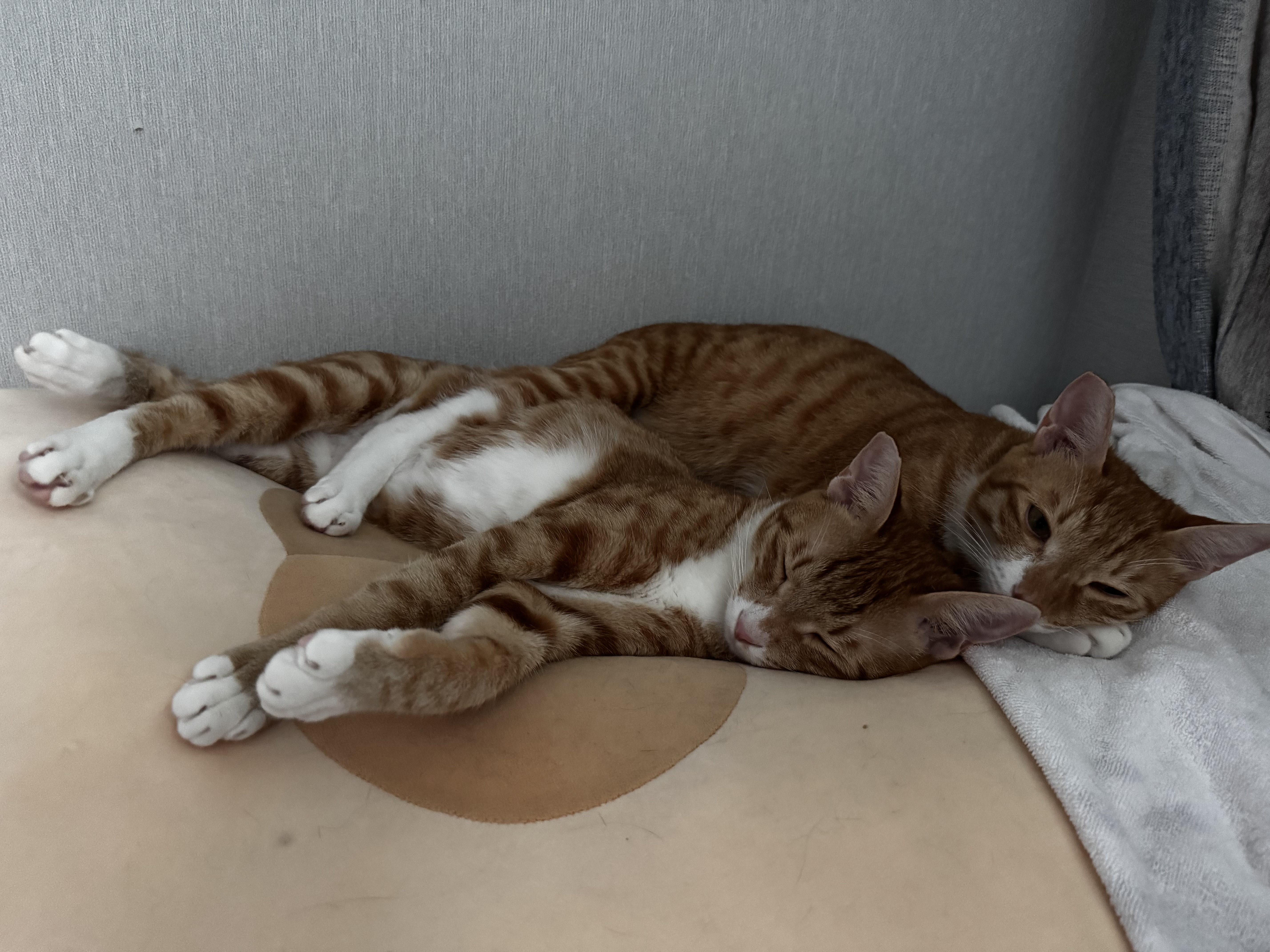 말랑콩떡과의 일년