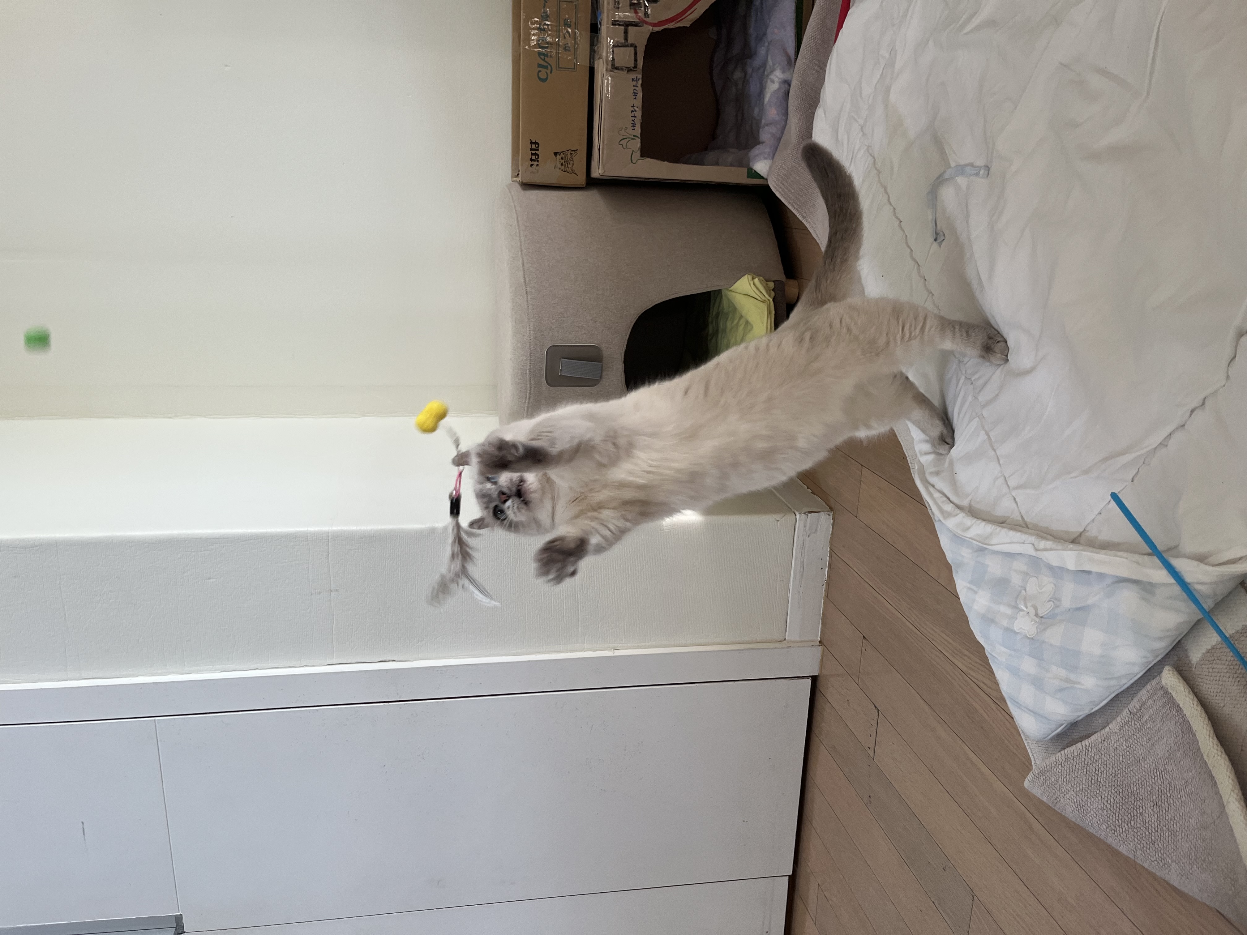 임시보호 한달후 가족이된 하츄(버찌)