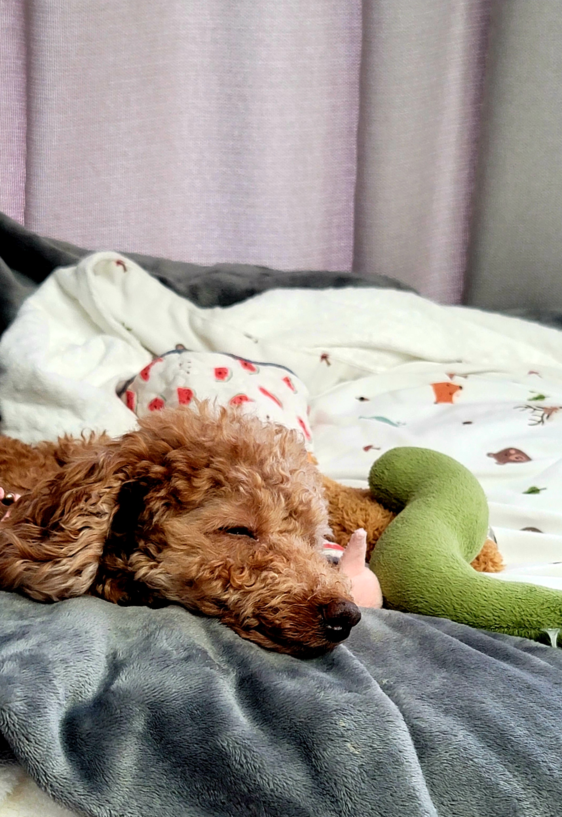 헤이즐 (곤지암 구조견) 입양 3개월 후기입니다~