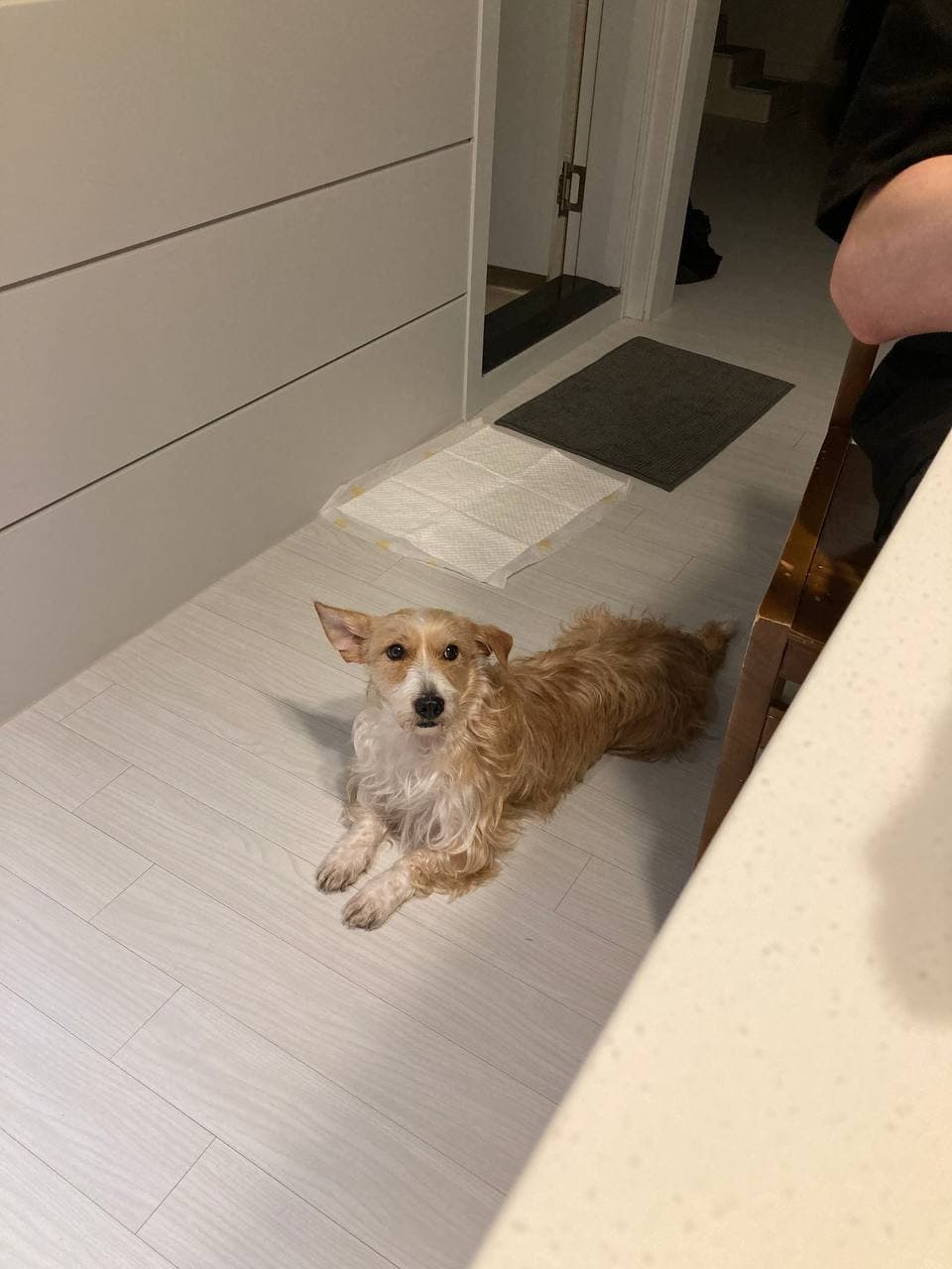 산책이 너무 신나는 동네대장 엘리사 입양 한달 후기 입니다.