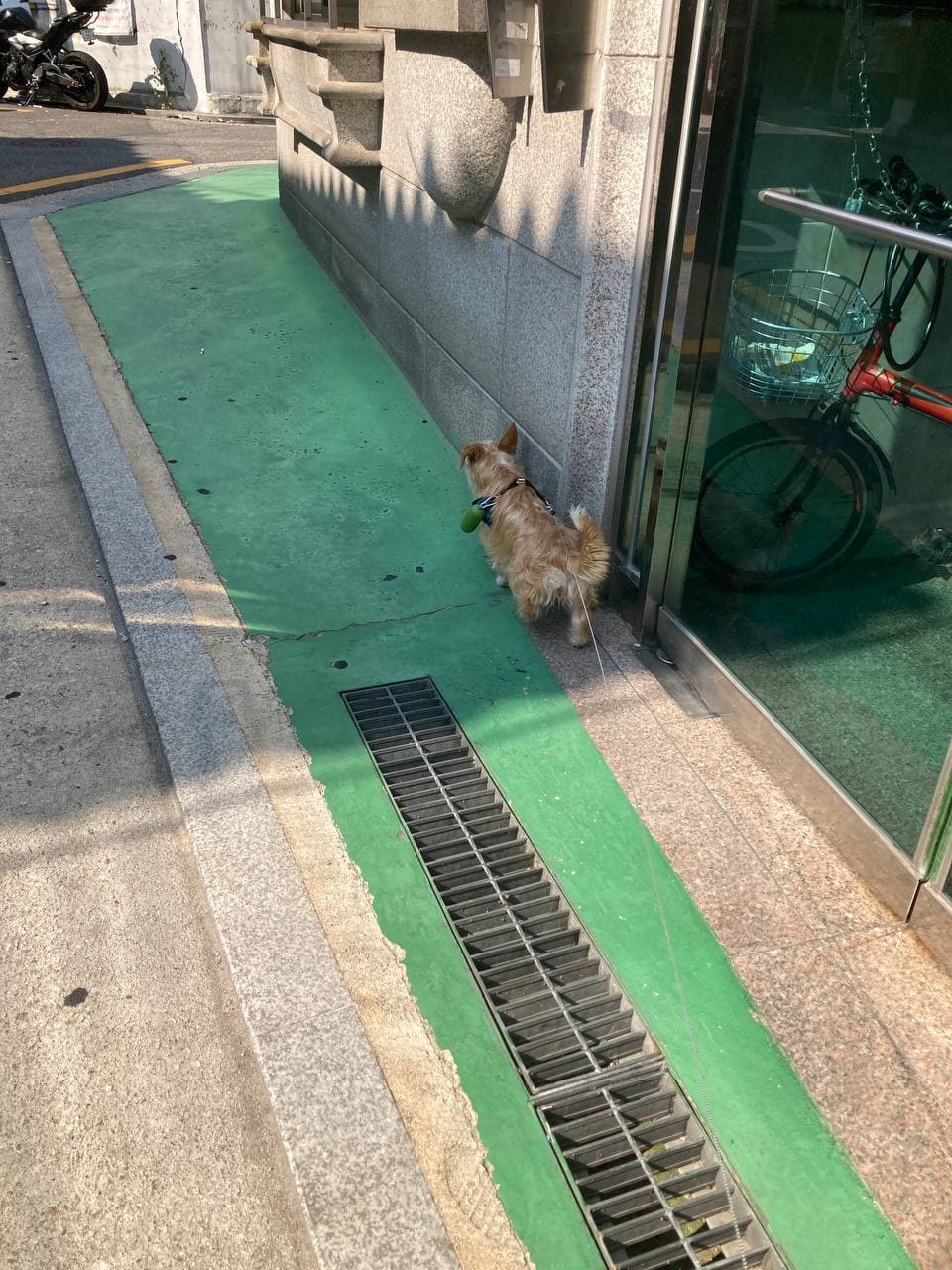 산책이 너무 신나는 동네대장 엘리사 입양 한달 후기 입니다.